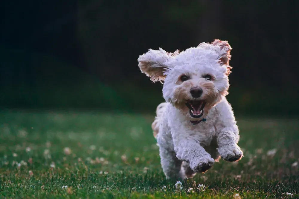 Perro blanco recién bañado corriendo en el pasto
