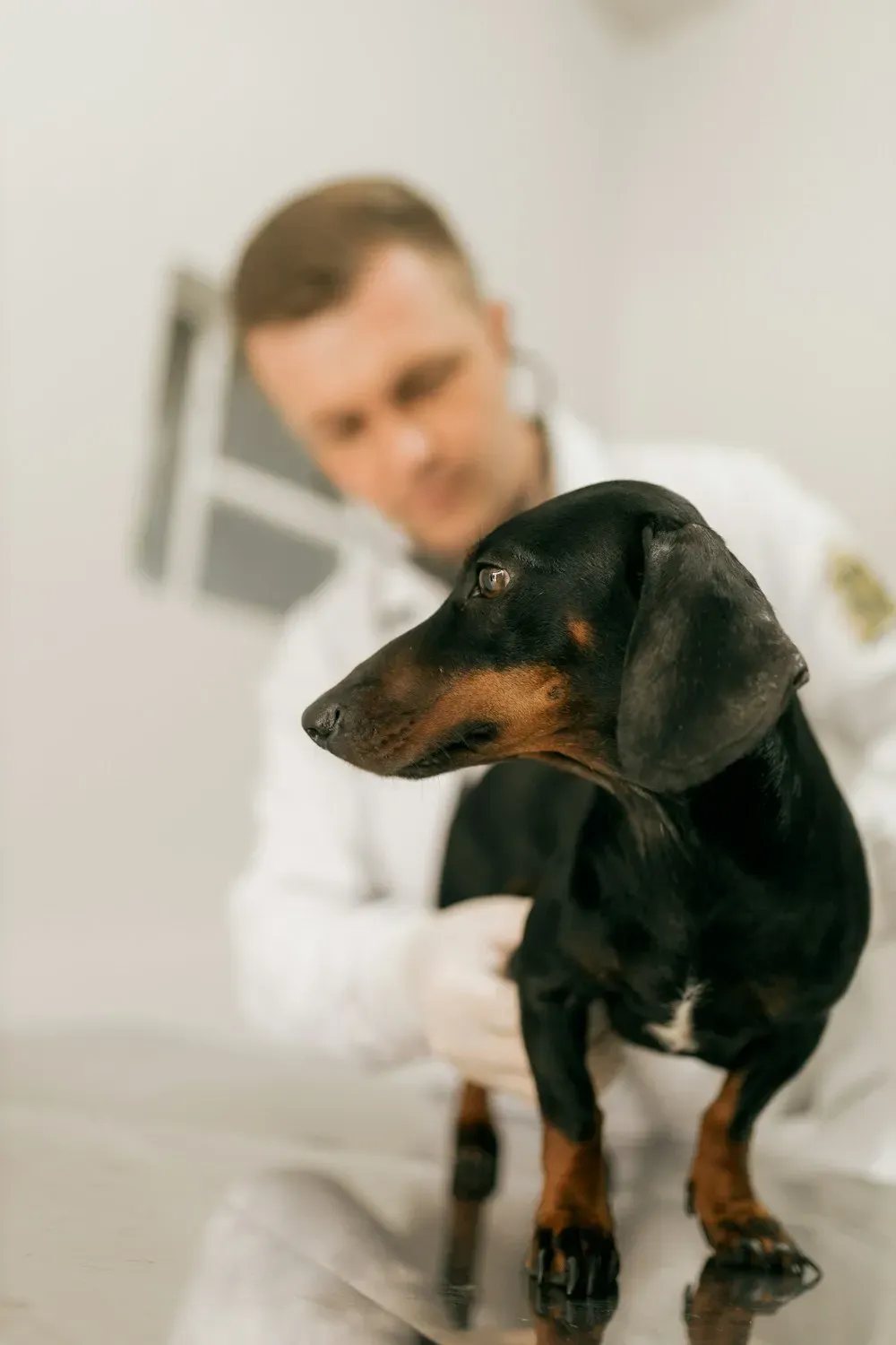Veterinario revisando a un perro dachshund