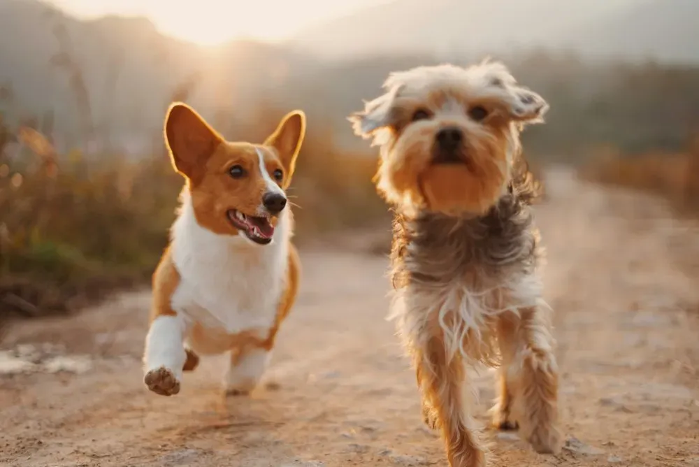 Dos perros corriendo por un camino