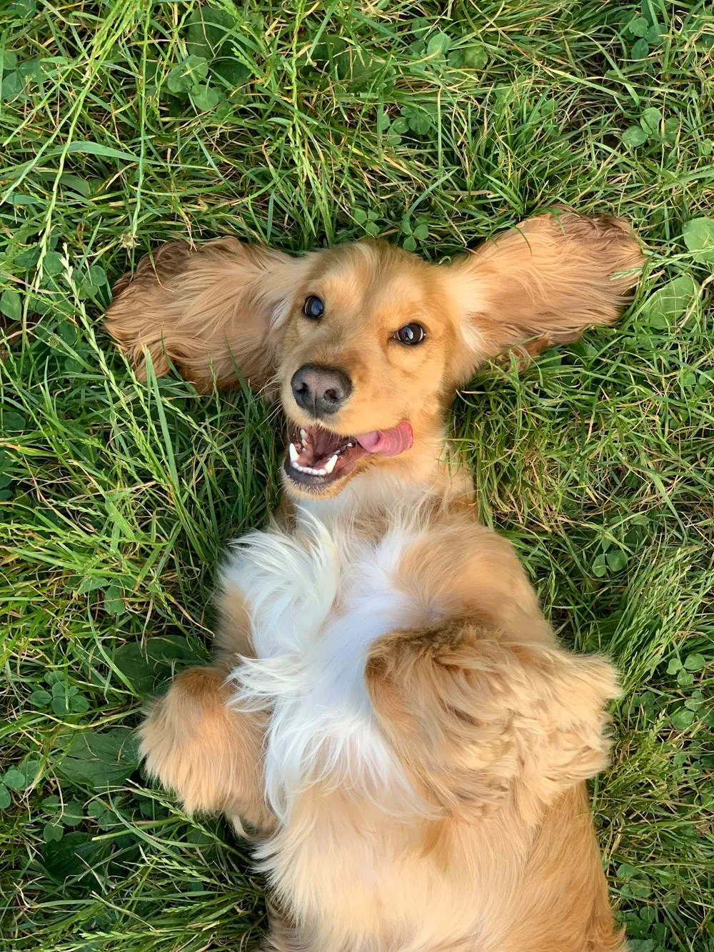Perro cocker echado en el pasto