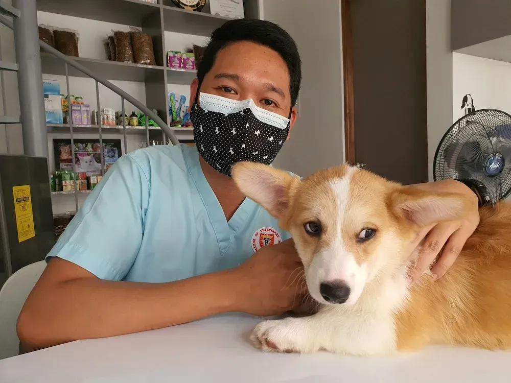 Veterinario con un perro corgi en consulta