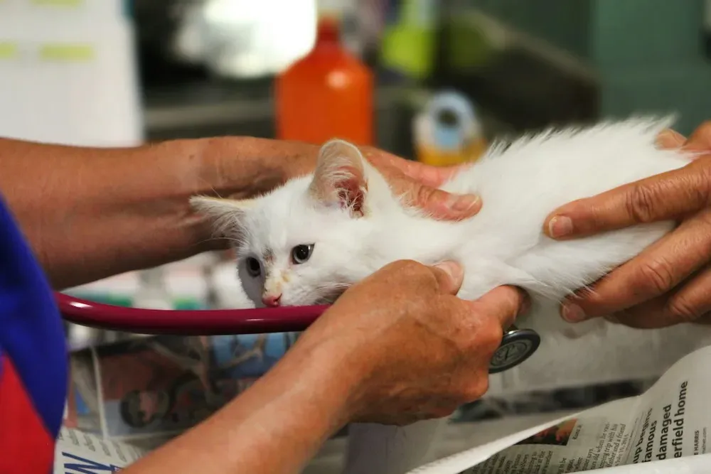 Gatito blanco en revisión