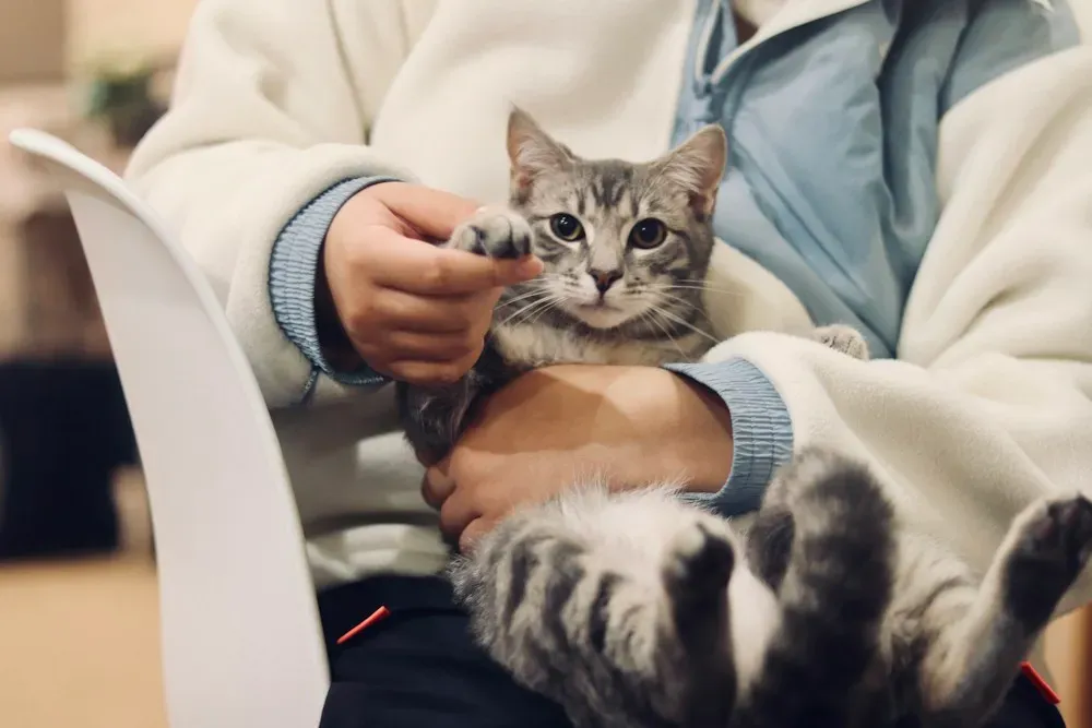 Gato atigrado en brazos de su dueña