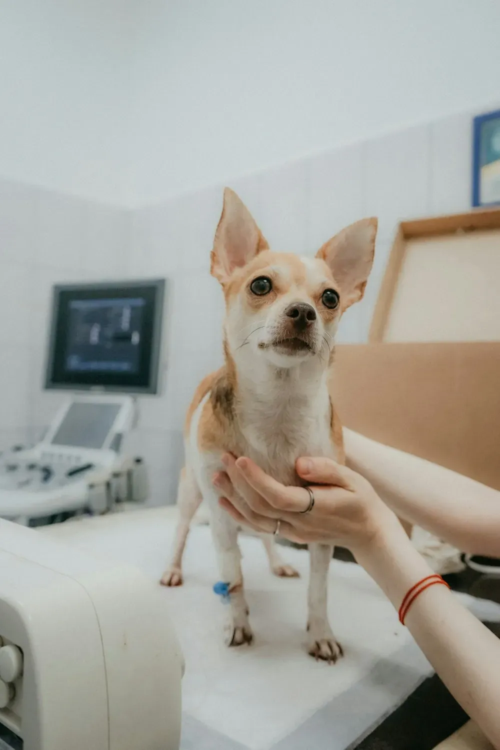 Perro chihuahua en la clínica