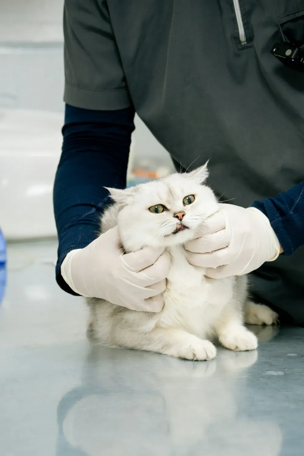 Gato blanco en consulta veterinaria