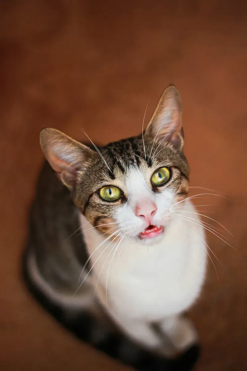 Gato mirando a la cámara