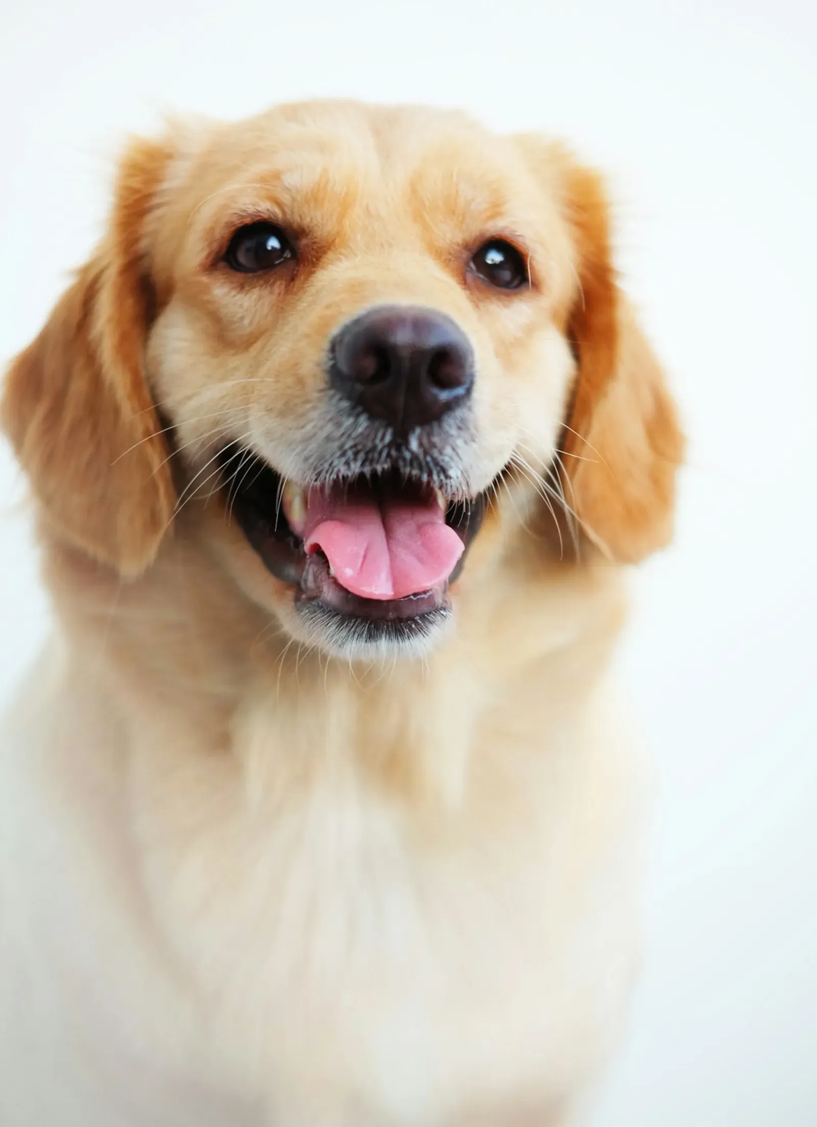 Golden retriever feliz con la lengua afuera